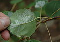 Back of aspen leave attacked by Phyllocnistis labyrinthella