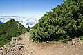 Gongendake, Yatsugatake, Yamanashi Prefecture, Honshu, Japan