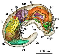 October 17: 3D reconstruction of the general anatomy of the small marine slug Pseudunela cornuta, based on histological sections.