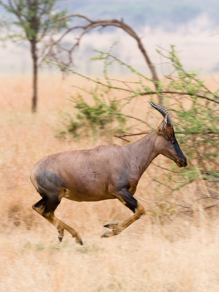 File:Serengeti Topi3.jpg