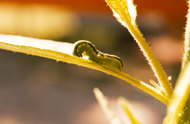 March 28: Spodoptera exigua larva feeding on Nicotiana attenuata.