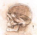 View of a skull.