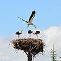 Vol'a Storks' Nest View H