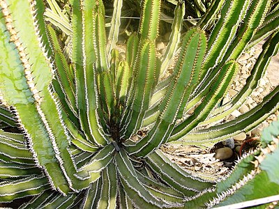 Euphorbia avasmontana