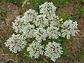 Heracleum sphondylium (flowers)