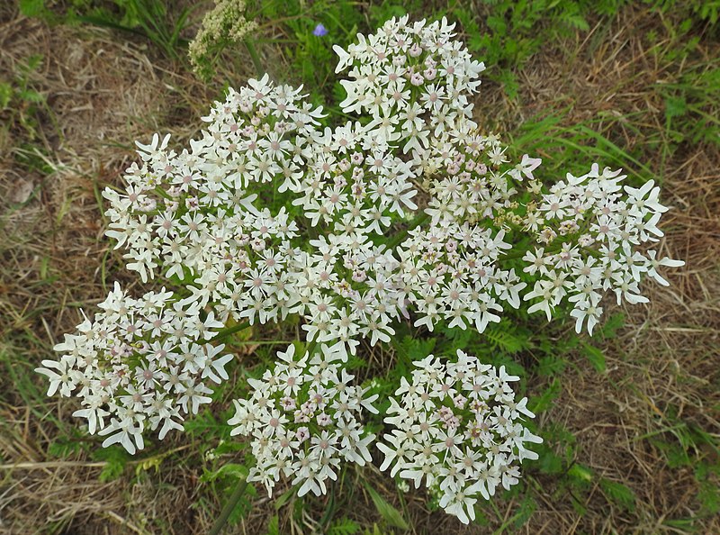 File:Heracleum sphondylium 3 RF.jpg