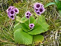 "Pleurophyllum_speciosum_(1).jpg" by User:File Upload Bot (Magnus Manske)