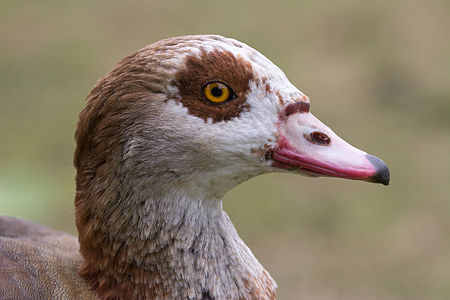 head of Egyptian goose.