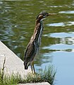 Green Heron