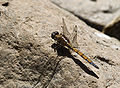 * Nomination: Young male Epaulet Skimmer (Orthetrum chrysostigma) --LC-de 13:35, 22 January 2012 (UTC) * * Review needed