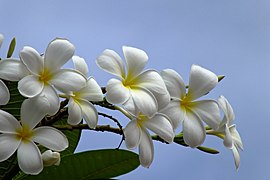 Plumeria atau bunga kamboja.jpg