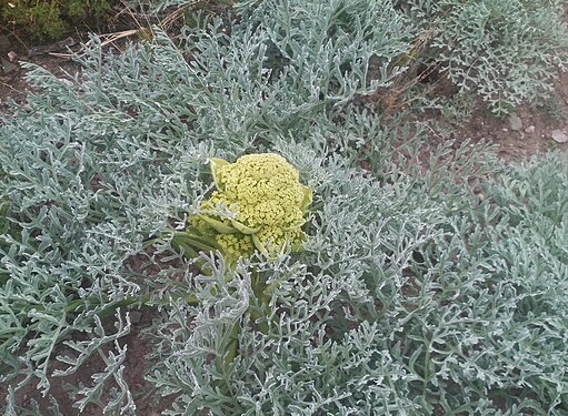 Wild Flowers, Kerman, Iran