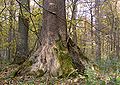 Buttress root