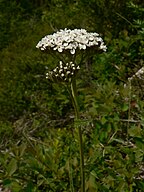 Achillea millefolium