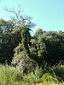 Deutsch: Von Kletterpflanzen überwucherter Baum im Botanischen Garten Bochum. English: Tree overgrown by vines in the Bochum botanical garden.