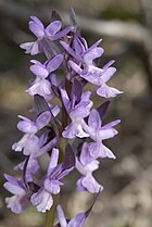 Dactylorhiza romana