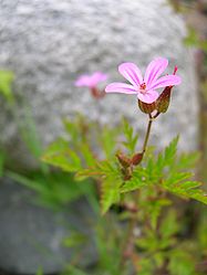 Geranium robertianum