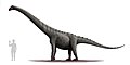 Illustration of Rinconsaurus