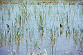 Rice field in the Carmargue, France