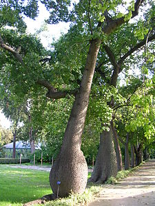 Ceiba speciosa