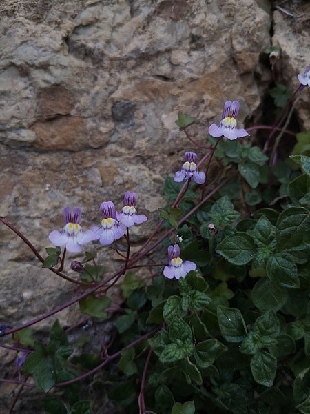 File:Cymbalaria muralis 118759002.jpg