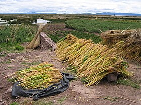 Drying freshly harvested quinoa (Chenopodium quinoa) in Titicaca lakeshore landscape