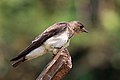 * Nomination Grey-breasted martin (Progne chalybea), the Pantanal, Brazil --Charlesjsharp 14:09, 6 October 2015 (UTC) * Promotion Good quality -- Spurzem 16:32, 6 October 2015 (UTC)