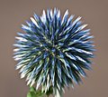 * Nomination Echinops. -- H005 20:05, 8 August 2009 (UTC) * Decline very unsharp. Try to use focus stacking? --Alchemist-hp 20:42, 8 August 2009 (UTC)