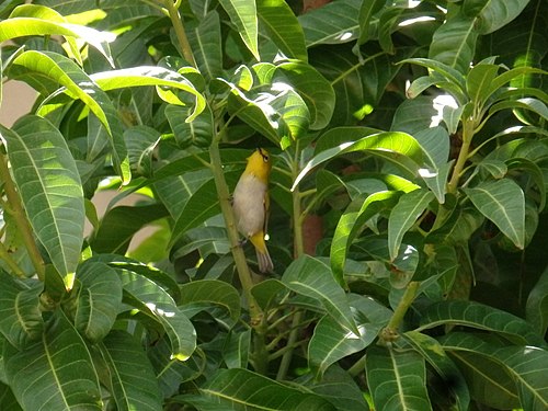 Oriental white eye on a mango tree at Pune, India