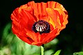 * Nomination Fleur de Pavot, Papaver --Paulparadis 19:24, 8 September 2022 (UTC) * Promotion  Support Good quality. --Jsamwrites 19:28, 8 September 2022 (UTC)