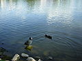 Polski: Łyski na jez. Jeziorak. English: Eurasian Coot on Jeziorak Lake.