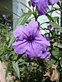 * Nomination: Flower of Mexican Bluebell (Ruellia angustifolia). --Prenn 09:56, 20 January 2012 (UTC) * * Review needed