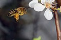 Deutsch: Westliche Honigbiene (Apis mellifera) English: Western honey bee