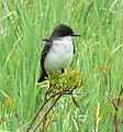 Eastern Kingbird (Tyrannus tyrannus)