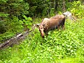 Moose like my house, taken from my second-floor deck.