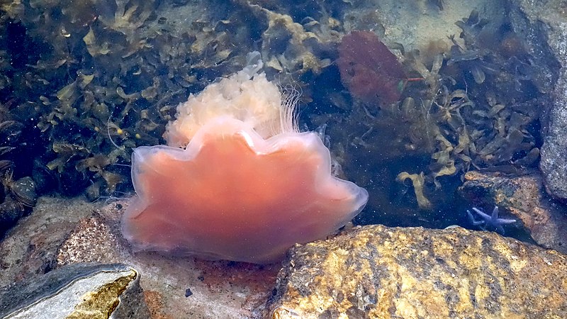 File:Jellyfish and starfish 2.jpg