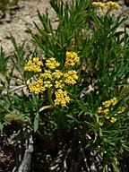 Lomatium brandegeei