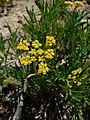 Lomatium brandegeei