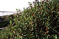 variety ledebourii (Eschsch.) Jeps. Humboldt Bay National Wildlife Refuge Complex, California