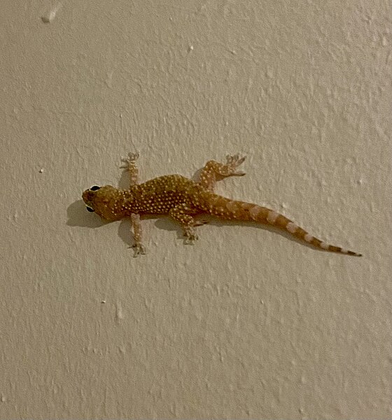 File:Mediterranean house gecko (2).jpg