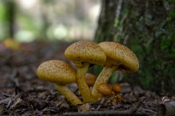 a Pholiota aurivella mushroom