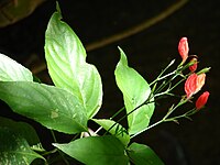 Ruellia brevifolia