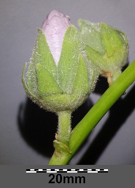 File:Alcea rosea sl36.jpg