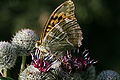 * Nomination Argynnis paphia--Korall 07:44, 21 August 2009 (UTC) * Promotion Nice even if crop is tight. -Jcart1534 00:09, 27 August 2009 (UTC)