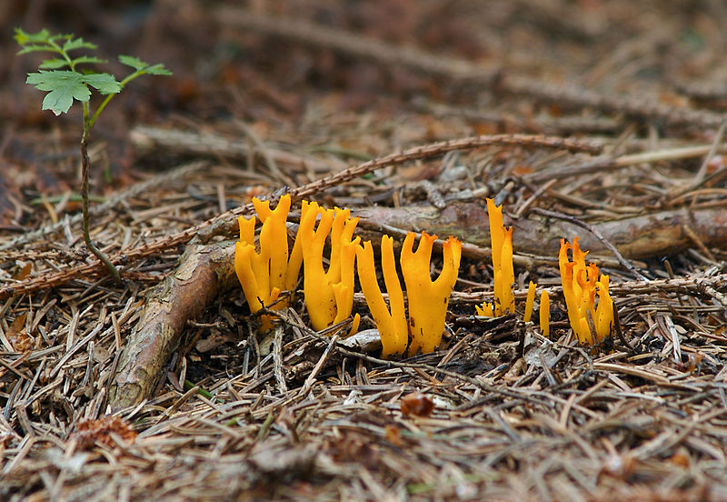 File:Calocera viscosa LC0123.jpg