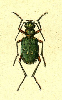 Cicindela campestris jacobs.jpg