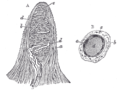 Papilla of the hand / Tactile corpuscle (from Gray's Anatomy)