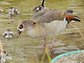 Deutsch: Wilde Nilgans (Alopochen aegyptiacus) mit Gösseln im Tierpark Bochum. English: Feral Egyptian goose (Alopochen aegyptiacus) with goslings in the Tierpark Bochum, Germany.   This file was uploaded with Commonist.