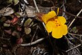 Mimulus guttatus