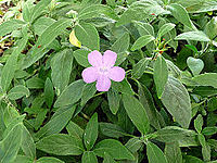 Ruellia squarrosa